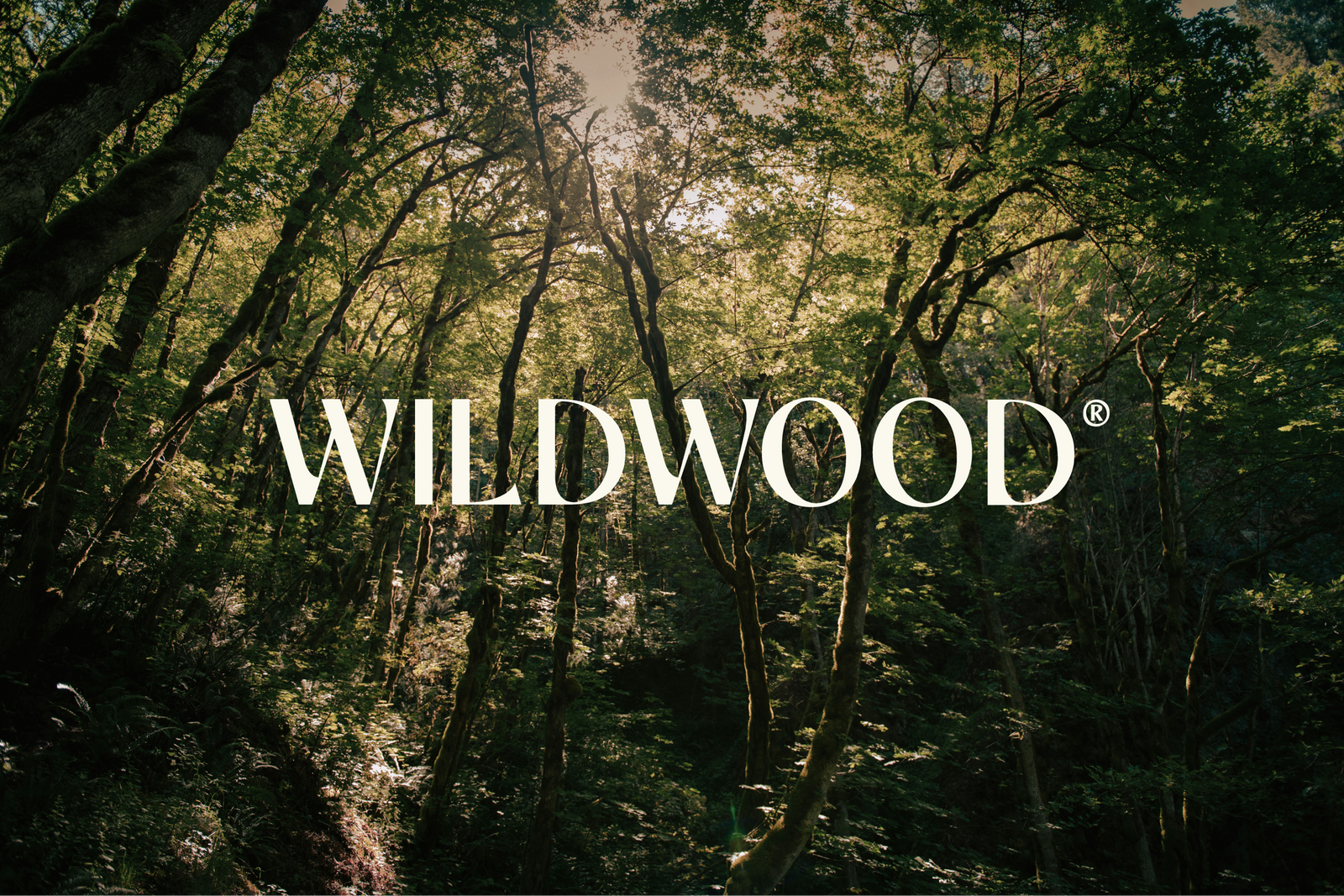How Wildwood Turns Forest Walks Into Confection