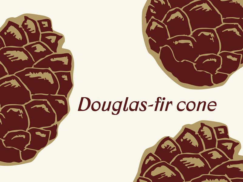 Wildwood® Brand Elements: Douglas-fir cone