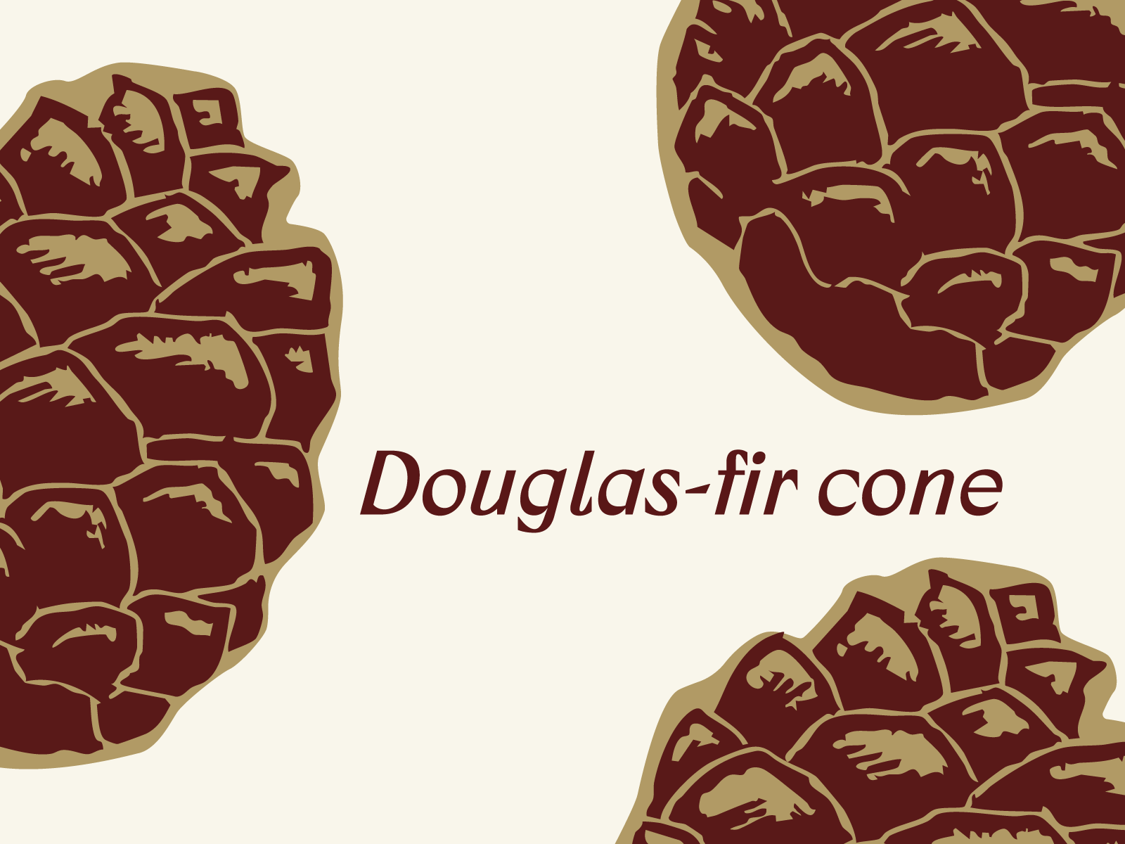 Wildwood® Brand Elements: Douglas-fir cone